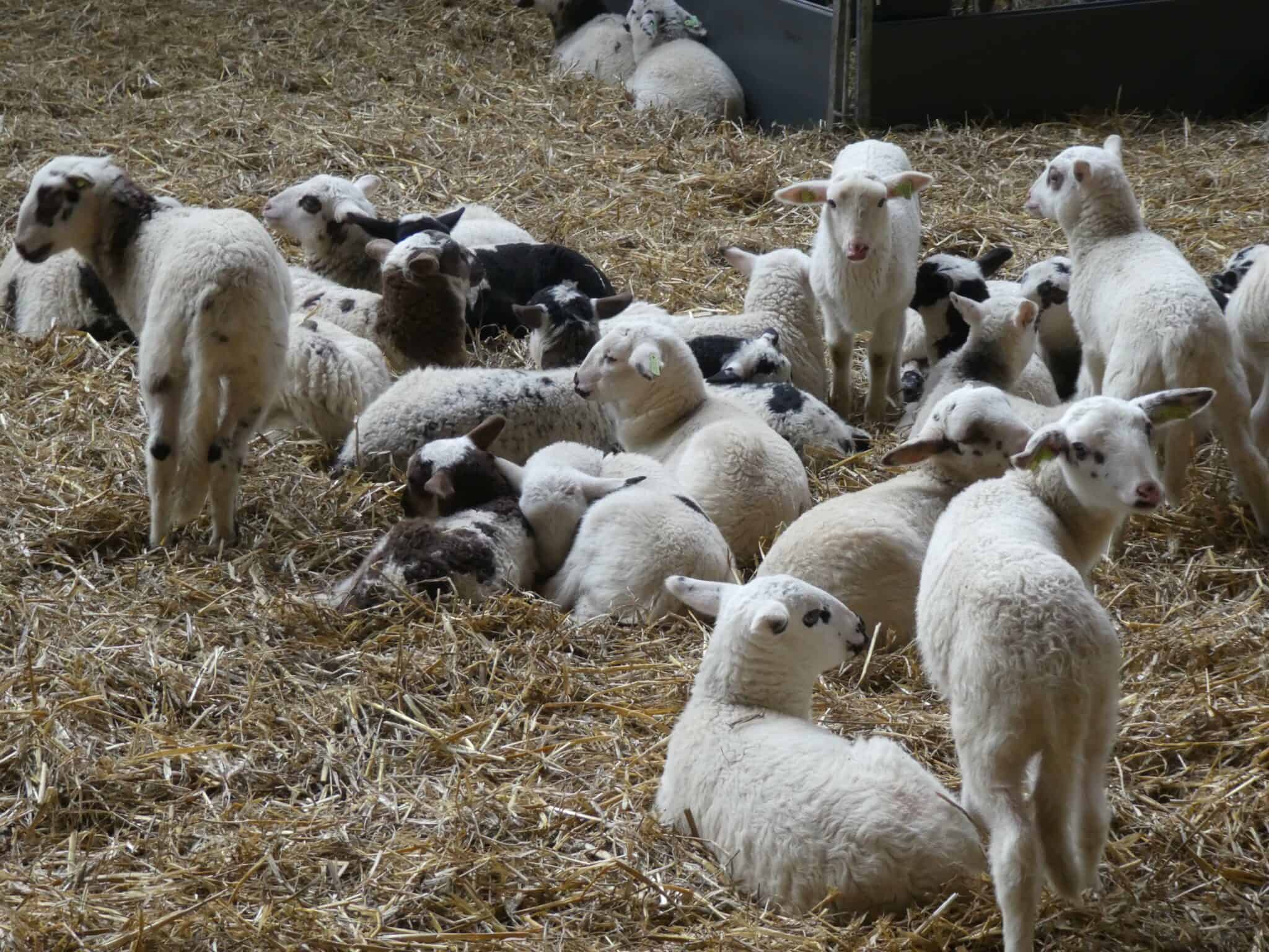 Emmerdennen in de buurt Bargerveen schaapskooi met lammetjes