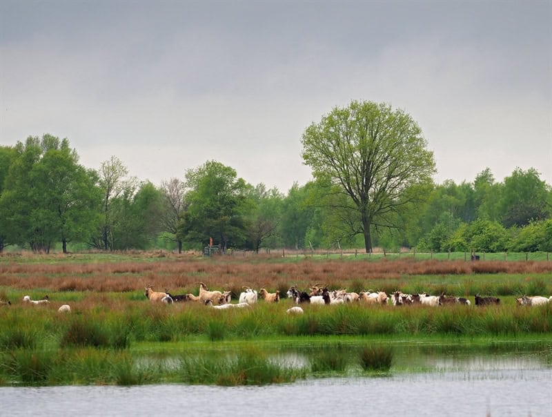 Emmerdennen in de buurt bargerveen schapen